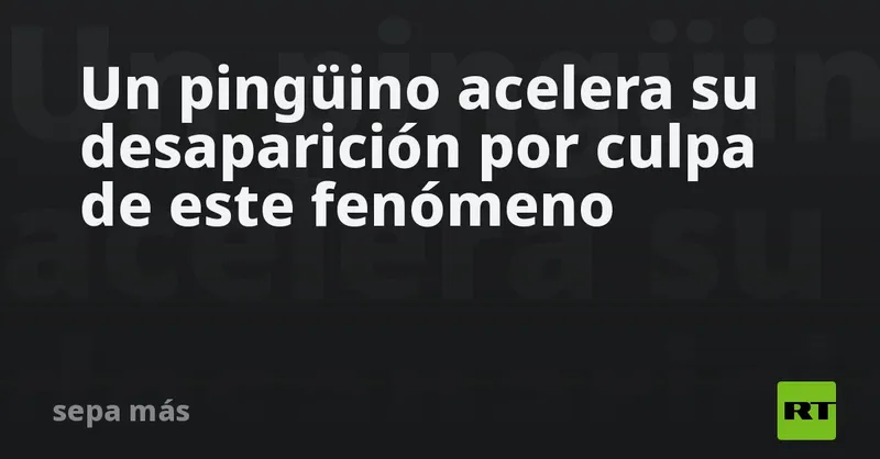 Un pingüino acelera su desaparición por culpa de este fenómeno