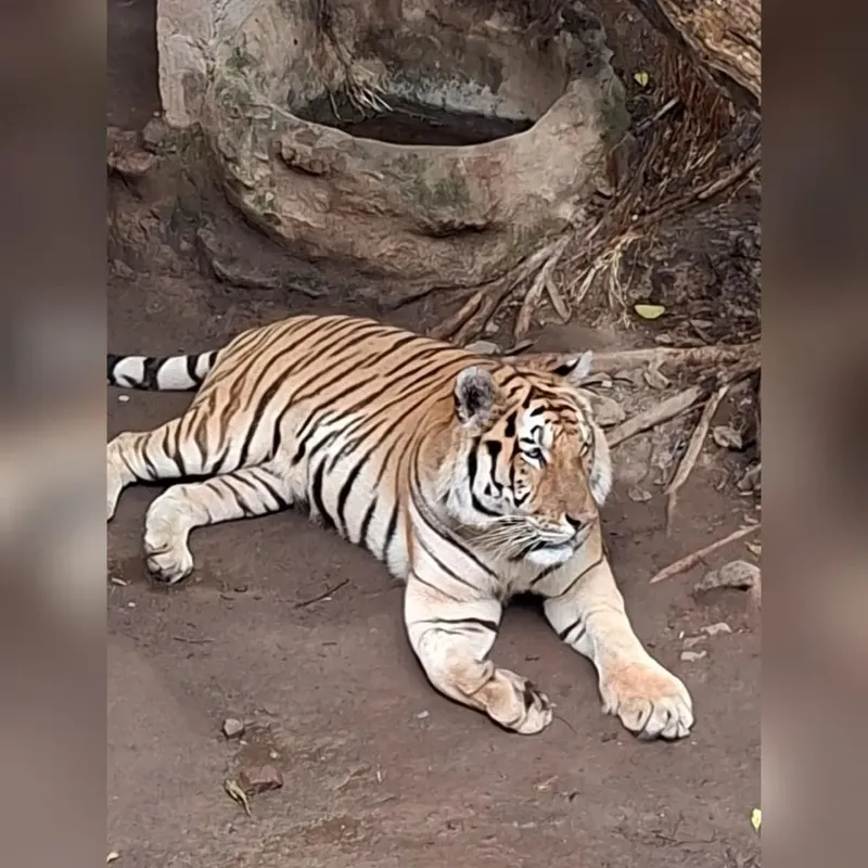 Itzae y sus hermanas estrenarán nuevo recinto en el zoológico Thomas Belt
