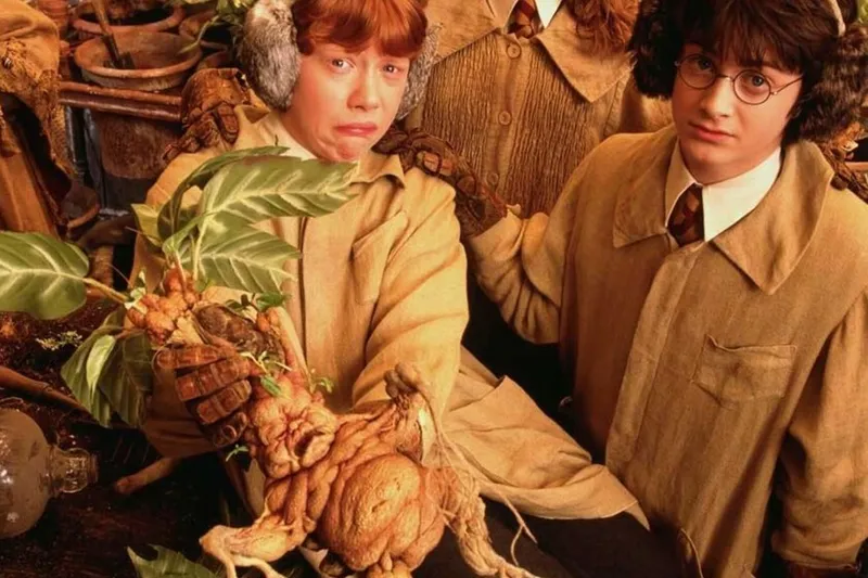 Las mandrágoras de Harry Potter tienen su origen en la Edad Media, pero también muestra el perverso sentido del humor de J.K Rowling