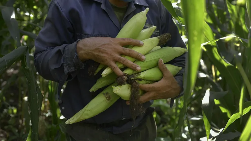 El Foro Digital en Rusia contribuye a "beneficiar a los agricultores", destaca un empresario indio | Video