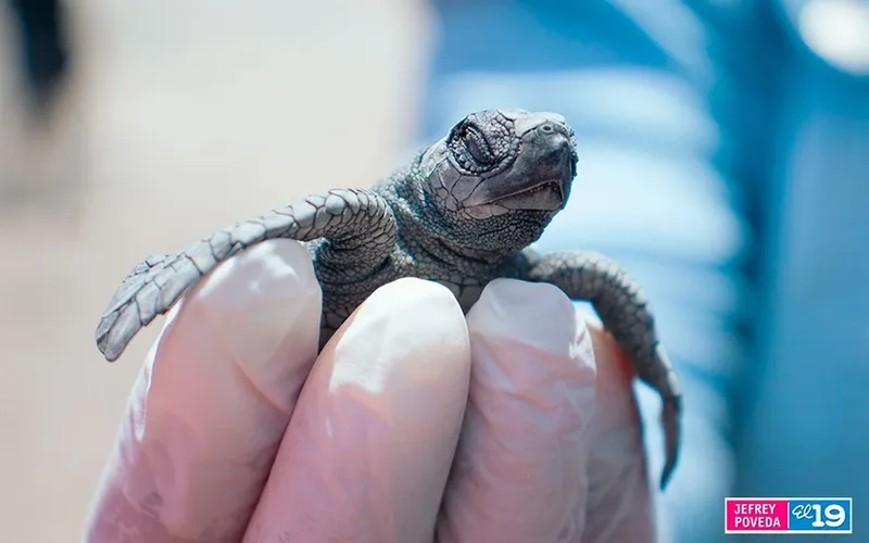 Refugio de Vida Silvestre La Flor fortalece la protección y conservación de las tortugas marinas