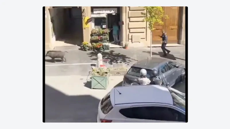 Un jabalí se hace viral tras protagonizar la 'persecución policial más lenta' (VIDEO)