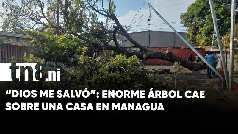 “Dios me salvó”: enorme árbol cae sobre una vivienda en Managua
