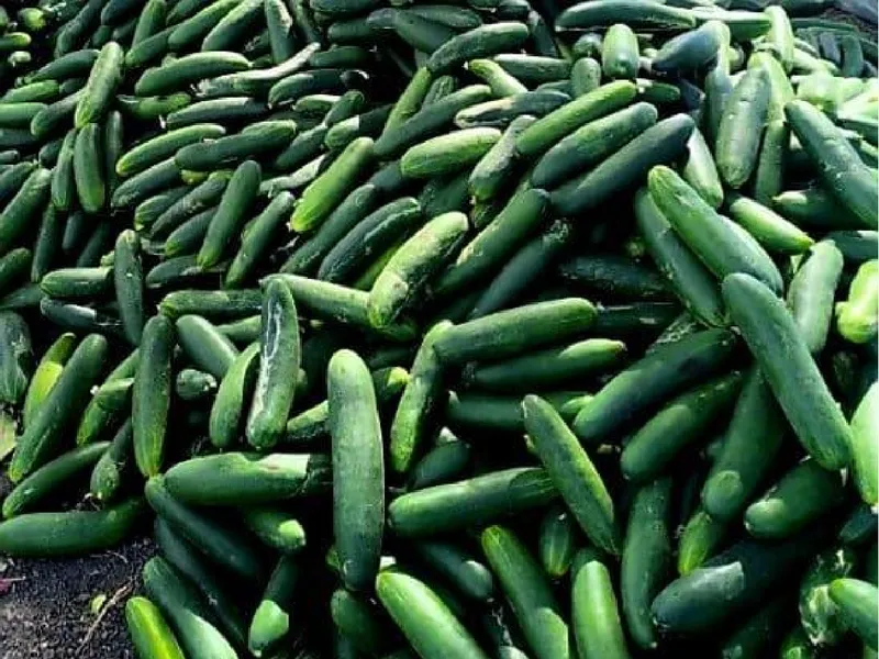 Pepino Octubre 2026