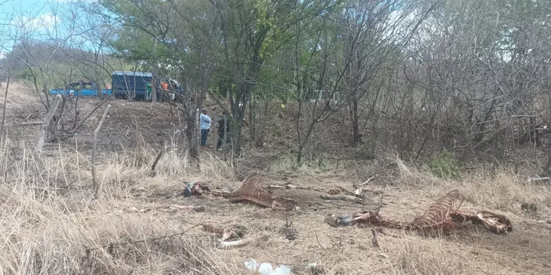 Encuentran esqueletos de equinos destazados en Tipitapa