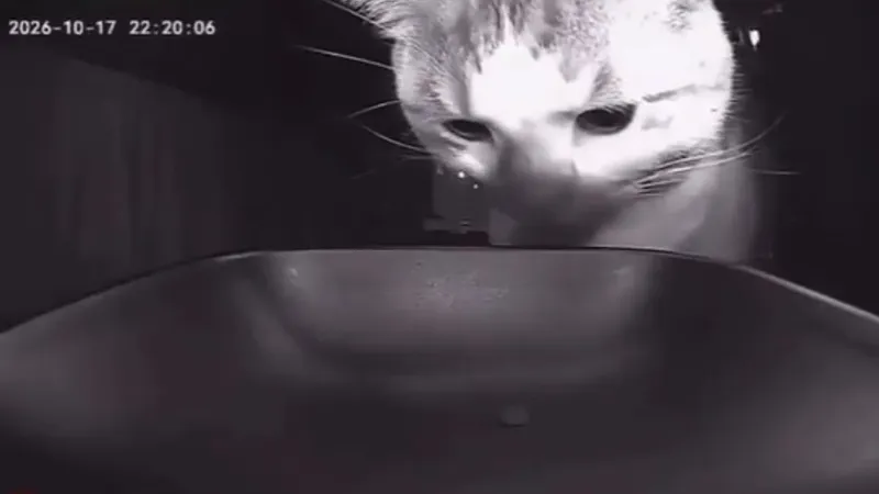 EL VIDEO QUE CONMUEVE: Un gato recibe una sola croqueta de pienso y su reacción no tiene precio