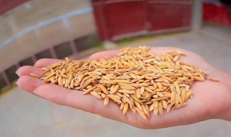 MAG desarrolla semillas mejoradas de arroz