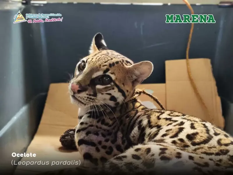 MARENA RESCATA A UN OCELOTE EN LA RESERVA NATURAL CERRO DATANLÍ-EL DIABLO, JINOTEGA