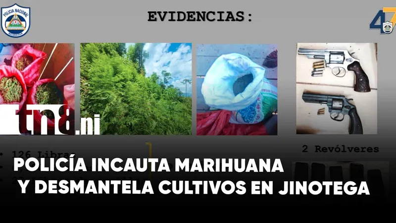 Policía Nacional incauta marihuana y desmantela cultivos en Jinotega