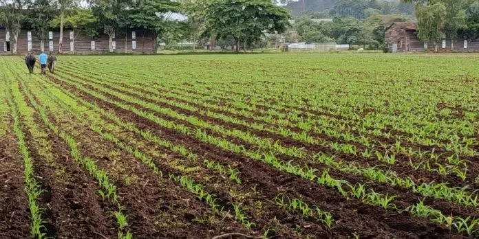 Maíz en primera 2026/2027: se proyecta siembra de más de 338 mil manzanas en...