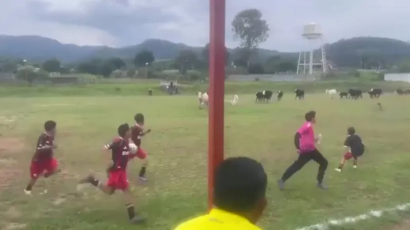 VIDEO: Jugadores y espectadores huyen ante una inesperada invasión de vacas en el campo de juego