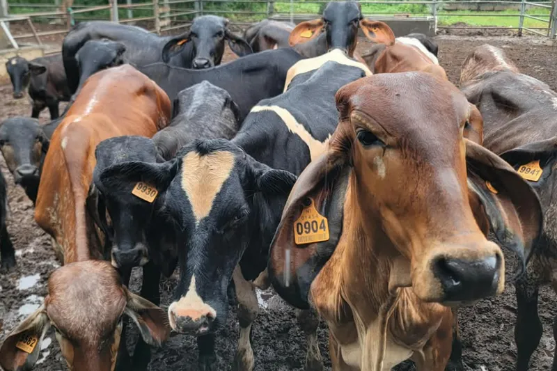 Productores de Tipitapa aplican medidas contra estrés calórico
