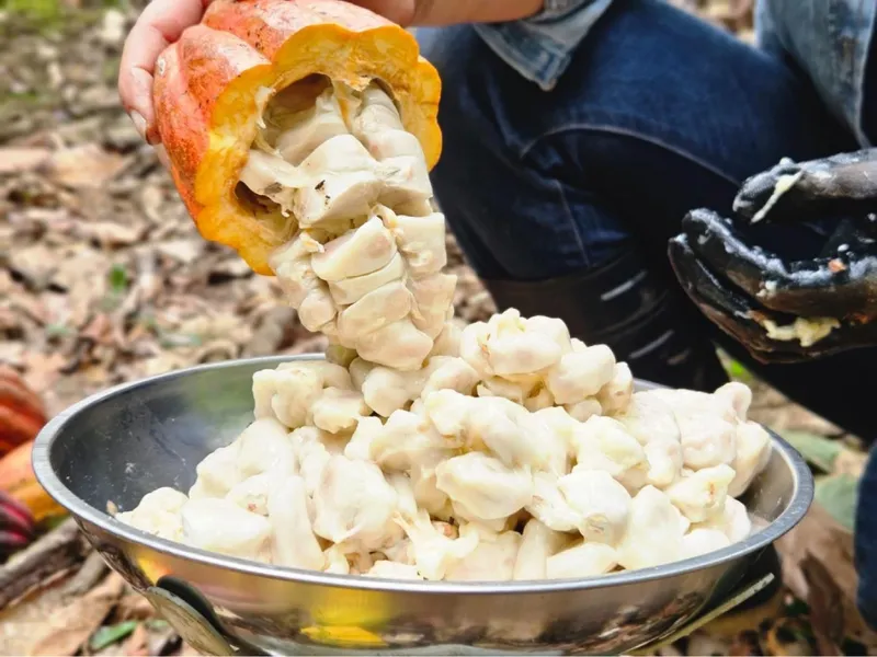Cacao nicaragüense recibe reconocimiento por sus finas y aromáticas variedades