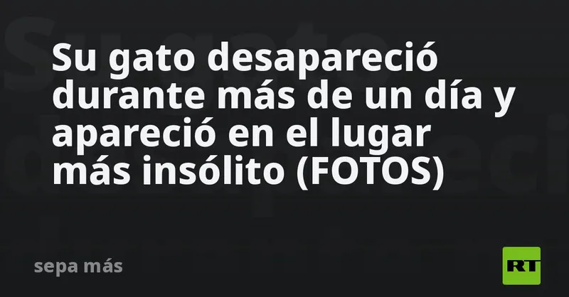 Su gato desapareció durante más de un día y apareció en el lugar más insólito (FOTOS)