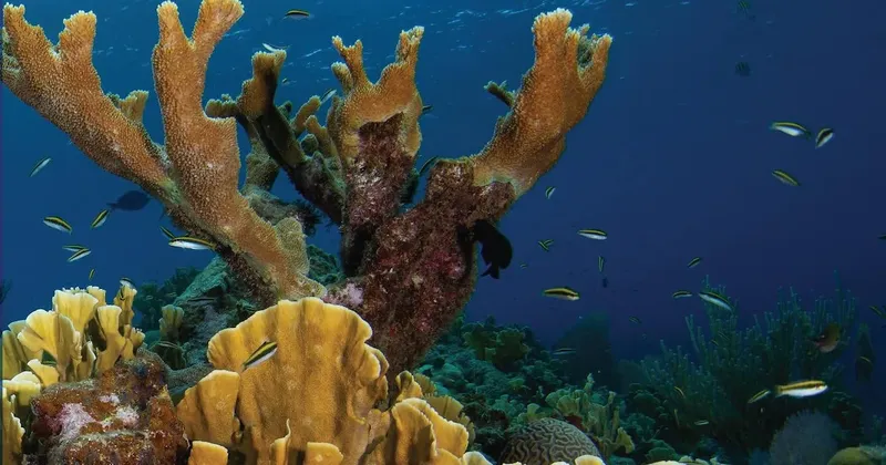 Cómo disfrutar un destino sin dañar su ecosistema: lecciones de Roatán, en el Caribe hondureño, para los viajeros