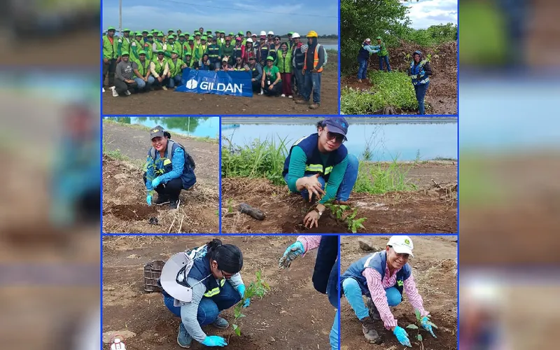 Reforestación en Occidente