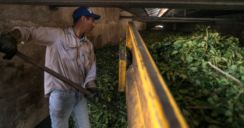 Éxodo yerbatero: miles de argentinos cruzan a trabajar a Brasil y complica la cosecha en Misiones