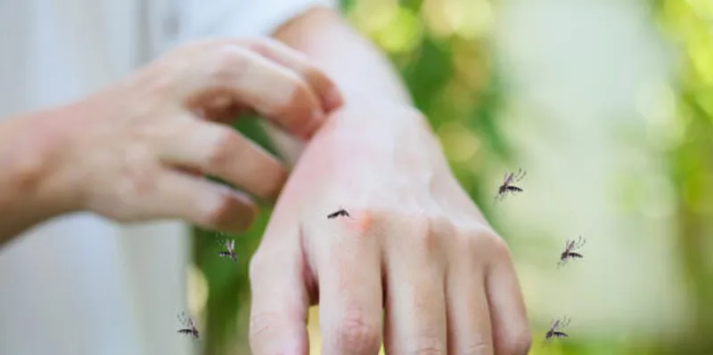 Europa en alerta por el avance de mosquitos que transmiten enfermedades