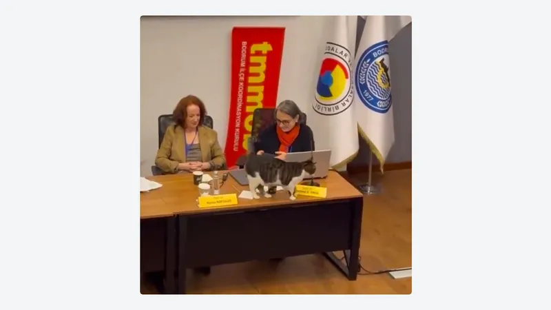Un día normal en Turquía: gato callejero 'toma la palabra' durante conferencia (VIDEO)