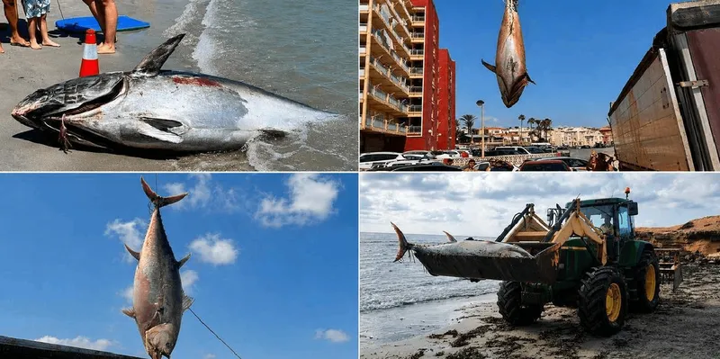 Atunes de 300 kilos aparecen muertos en playas de España