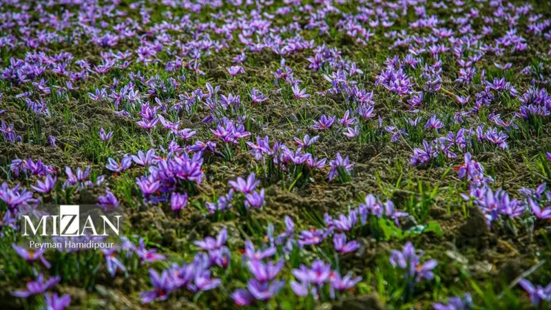 En Fotos: Cosecha del oro rojo en los campos de Jorasán del Norte, Irán