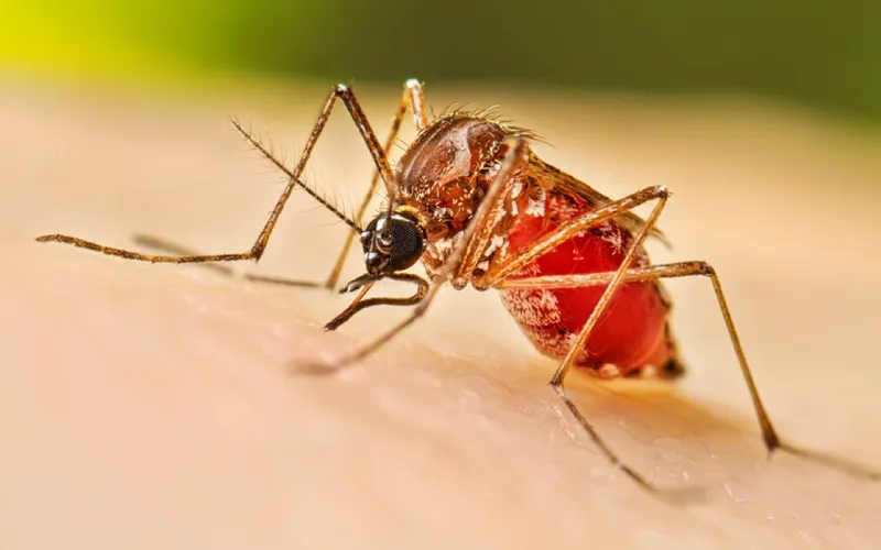 Menos enfermos de dengue e influenza