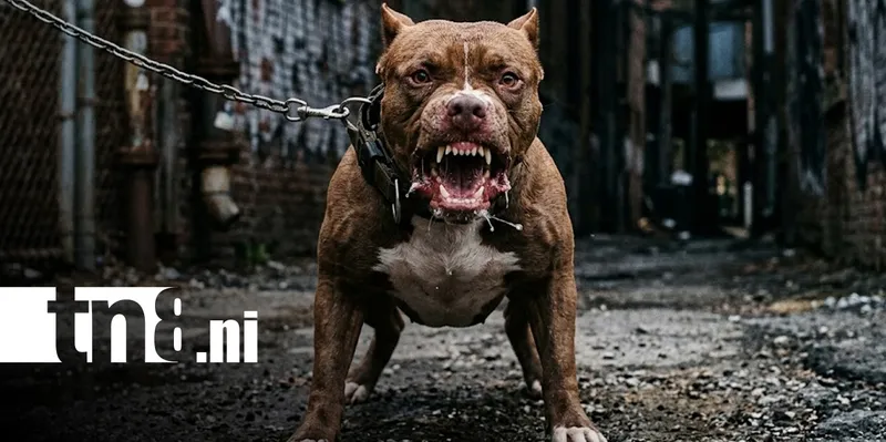 ¿Otra vez? Cámara de seguridad capta ataque de Pitbull a menor en Masaya
