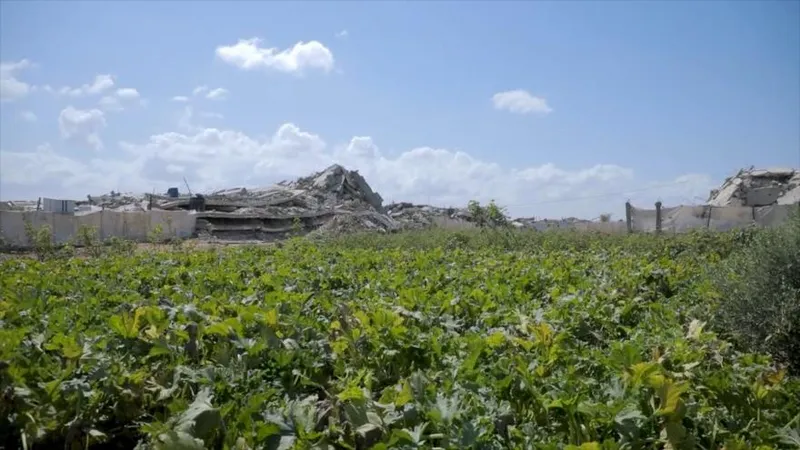 Guerra israelí afecta a agricultura y sustento de miles de familias en Gaza