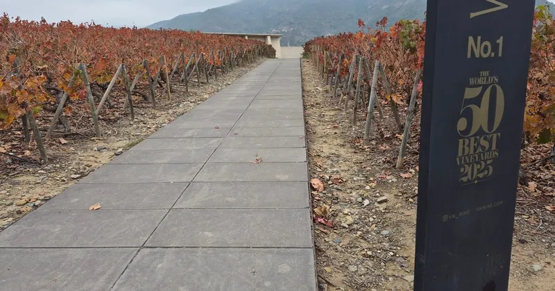 Vik apuesta por Brasil: la bodega chilena desarrolla un proyecto con una inversión millonaria