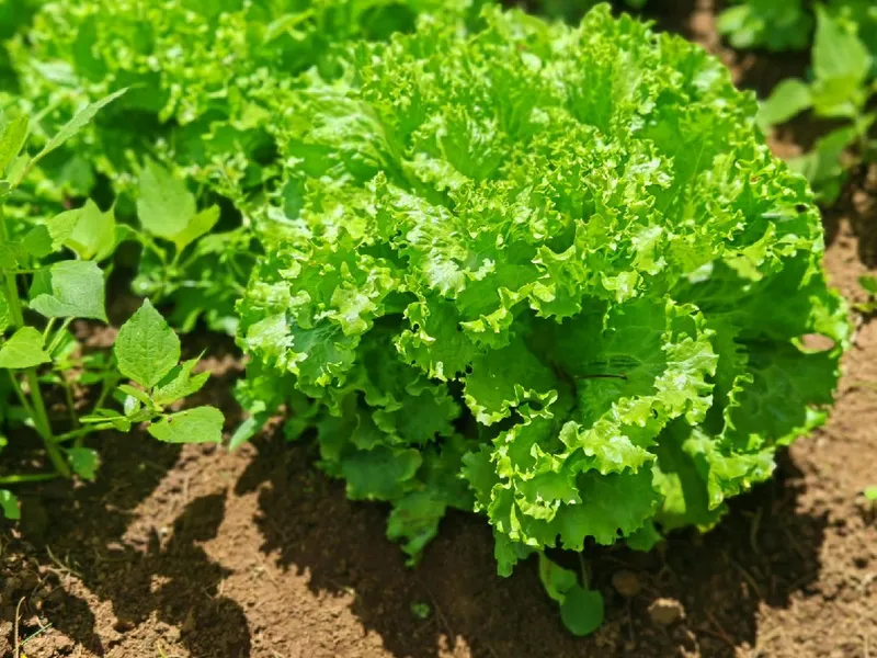 Producción de lechuga en septiembre 2026