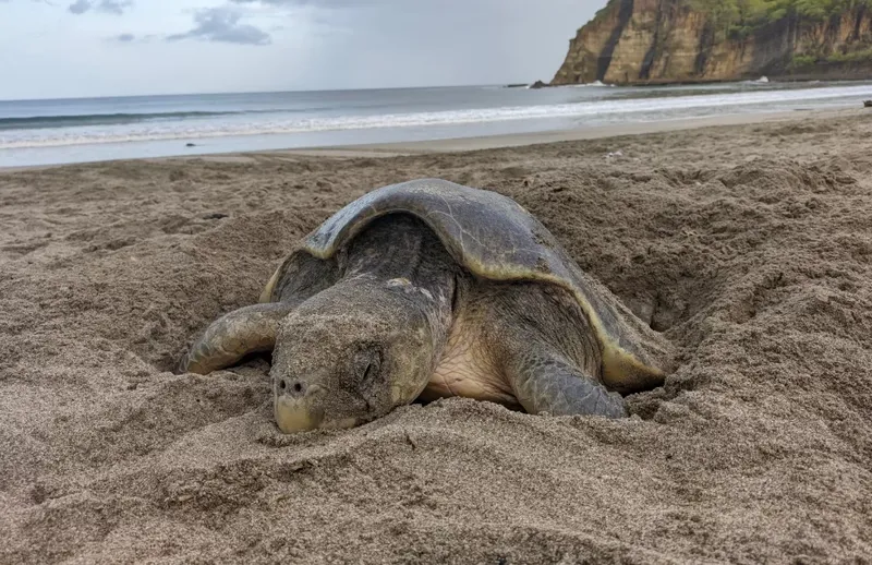 Nicaragua registra más de 800 mil anidaciones de tortugas marinas en el Pacífica y en el Caribe