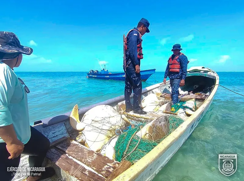 Naval retiene panga que trasladaba ilegalmente tortugas verdes en Cayo Great Tyra