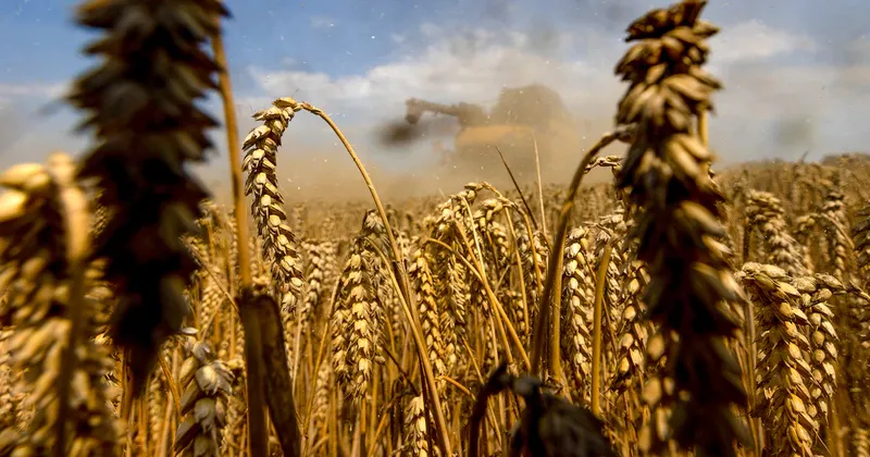 El trigo sube ante expectativas de menores existencias en el informe mensual del USDA