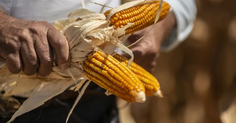¿Dónde podría golpear más la inflación por El Niño? Los países más vulnerables, según Bancolombia