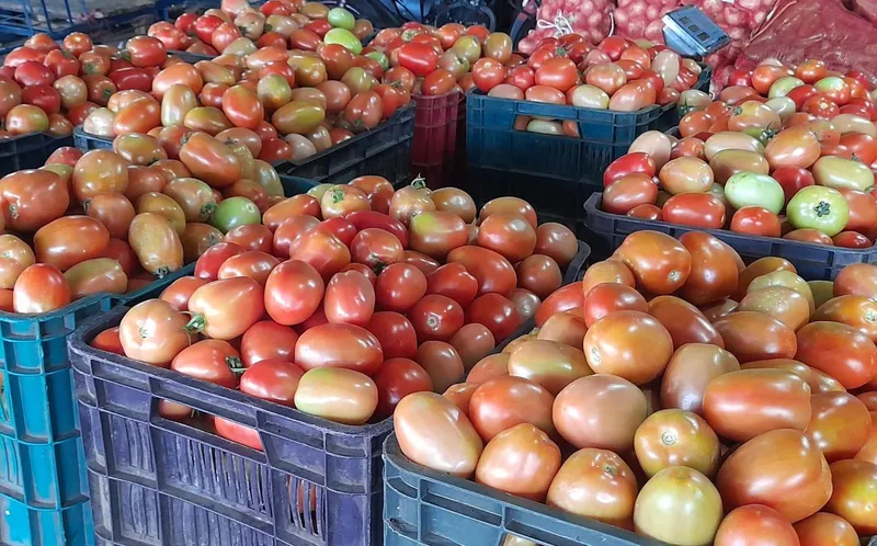 Producción de tomate registra 59 mil quintales en mayo de 2026