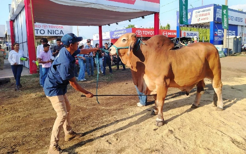 Chinandega: éxitos en Feria Ganadera 2026