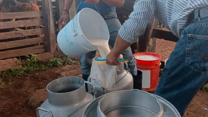 Producción de leche en Nicaragua alcanza 285.9 millones de galones en 2026