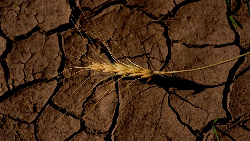 Estos son los países de América Latina más vulnerables a El Niño, según instituciones financieras