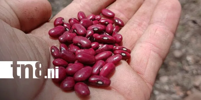 Más de 86 mil familias preparan tierras para la siembra de frijol rojo
