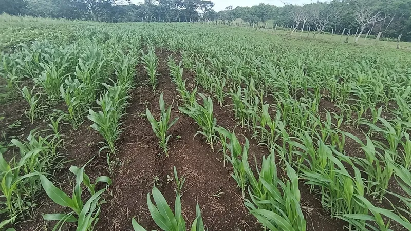 Avanza con éxito la siembra de sorgo blanco durante el ciclo de postrera