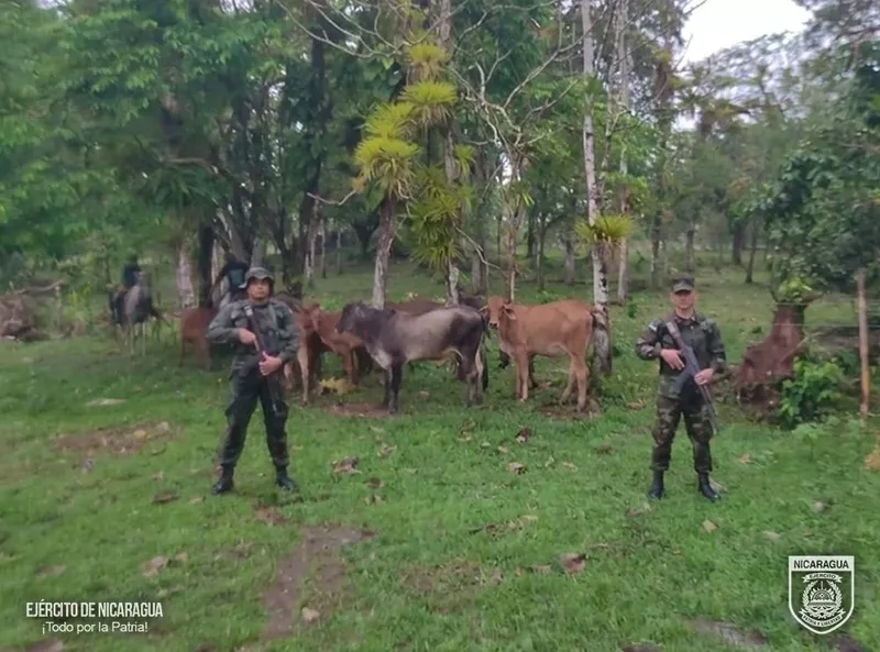 Retienen a 3 con armas y ganado en Río San Juan