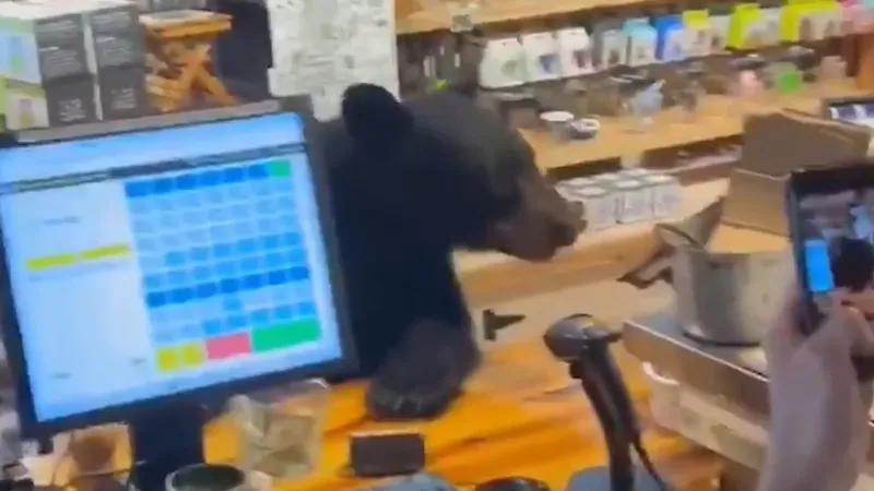 VIDEO: El inolvidable susto de aniversario con un oso que entró a 'comprar' en una tienda