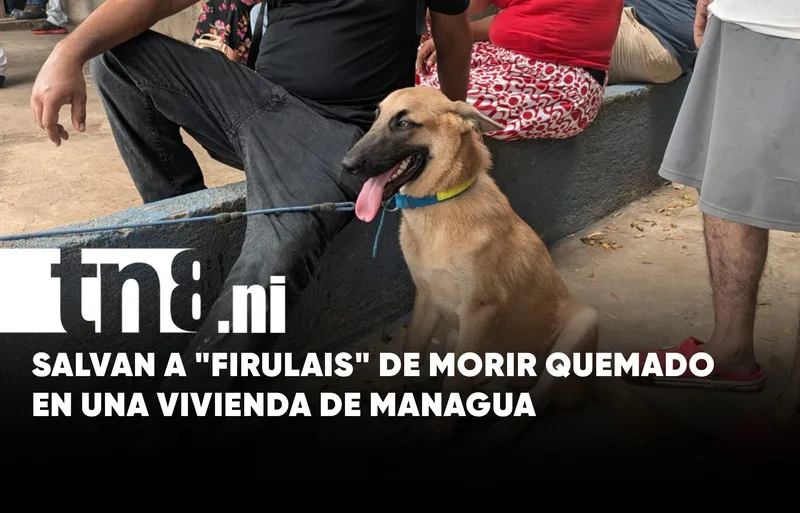 Perrito se salva de morir quemado tras incendio en vivienda de Managua