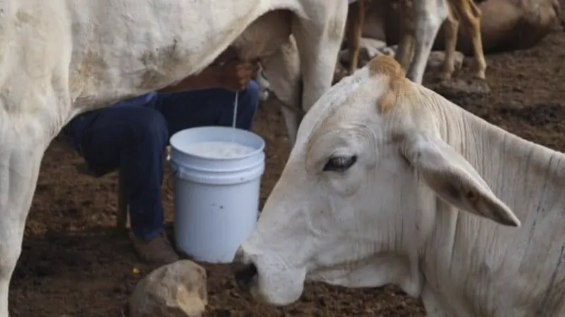 Nicaragua registra producción de 216 millones de galones de leche a julio de 2026