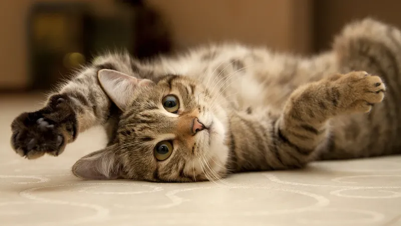 Citan al gato Félix para ser parte de un jurado