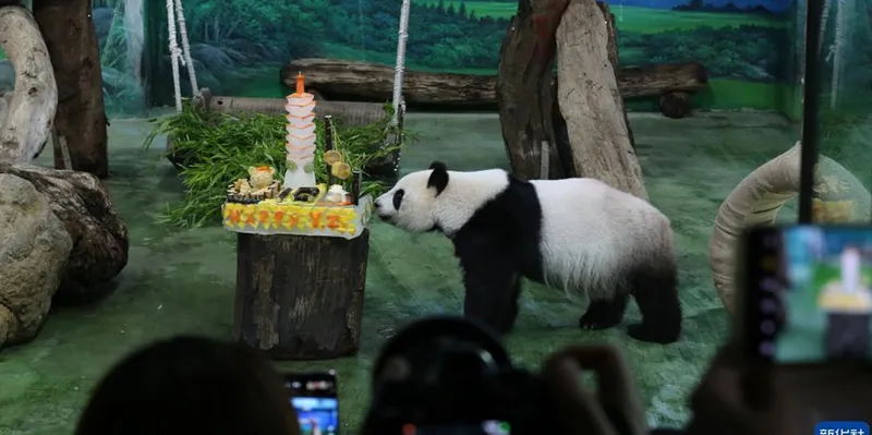 Yuan Zai, la panda que enamoró a Taiwán, celebra 13 años con una fiesta...