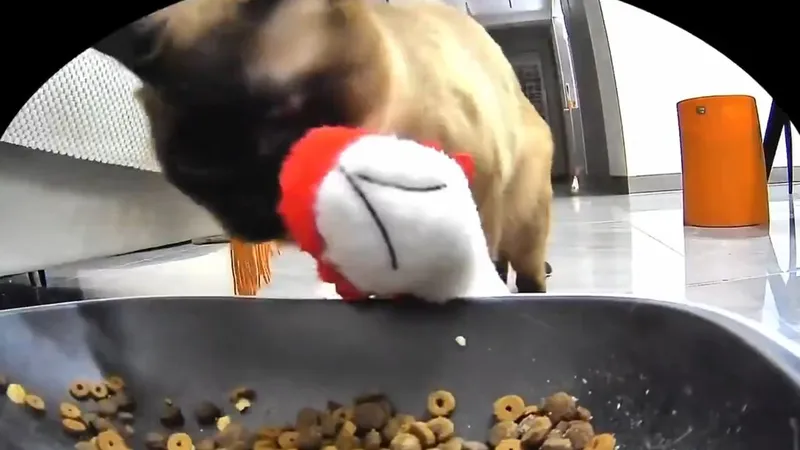 TERNURA NIVEL MÁXIMO: Un gatito siente tanto amor por su peluche que lo alimenta en su comedero