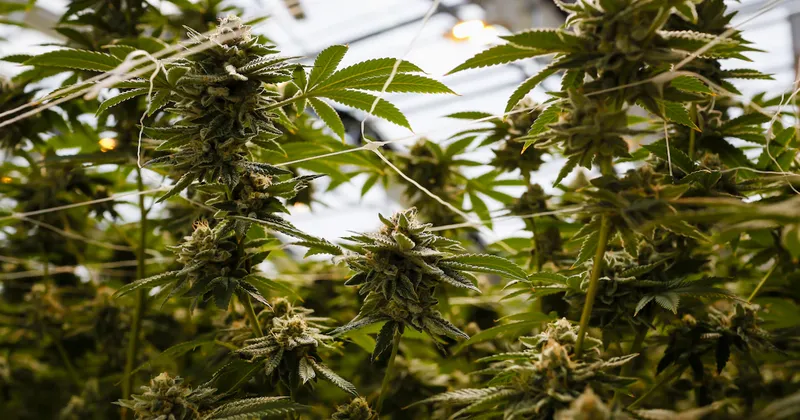 Este medicamento de cannabis para el dolor de espalda aspira a desplazar a los opiáceos