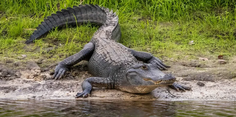 Mujer muere tras ser atacada por un caimán en un río de Florida
