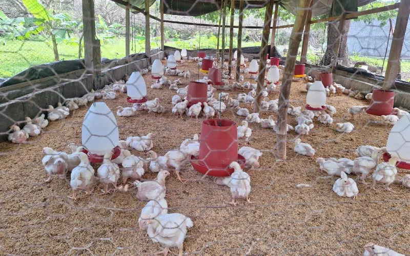 Producción de carne de pollo a julio 2026